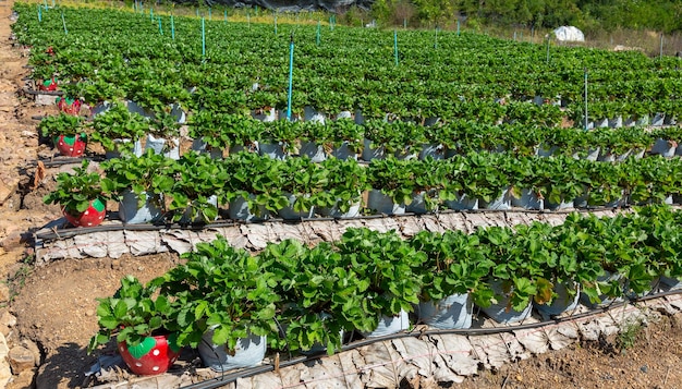 fattoria di fragola