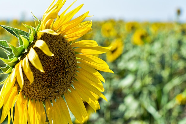 fattoria di girasole nel nord dell'Iran vicino al Mar Caspio