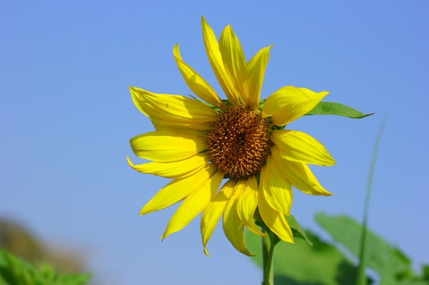 Fattoria di girasole