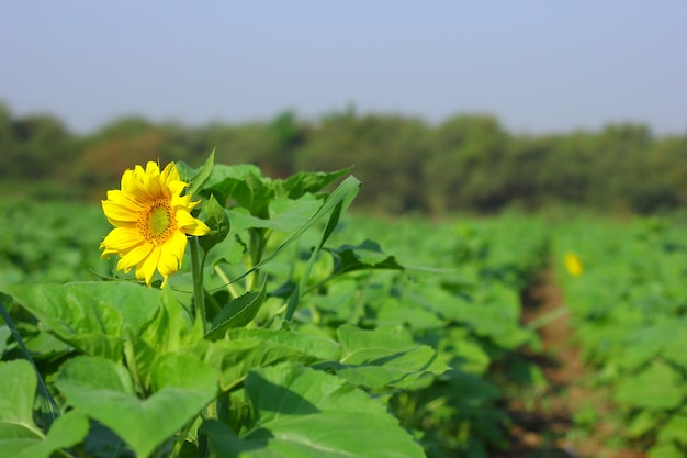 Fattoria di girasole