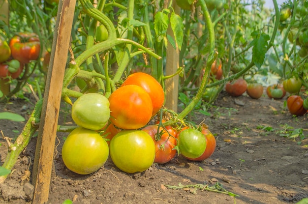 Fattoria di gustosi pomodori