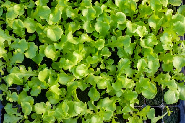 Fattoria di lattuga biologica di quercia verde