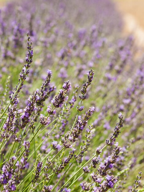 Fattoria di lavanda a Palisade, Colorado.