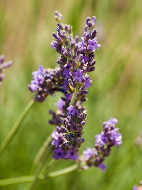 Fattoria di lavanda a Palisade, Colorado.