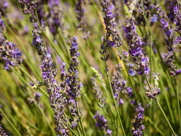 Fattoria di lavanda a Palisade, Colorado.