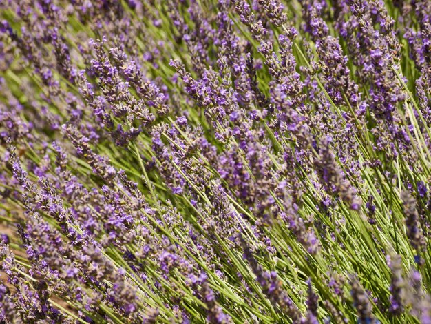 Fattoria di lavanda a Palisade, Colorado.