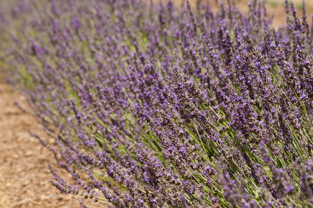 Fattoria di lavanda a Palisade, Colorado.