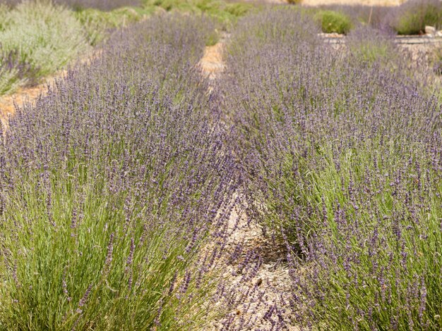 Fattoria di lavanda a Palisade, Colorado.