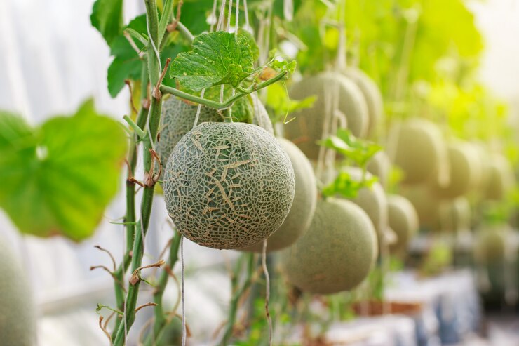 Fattoria di melone cantalupo giapponese