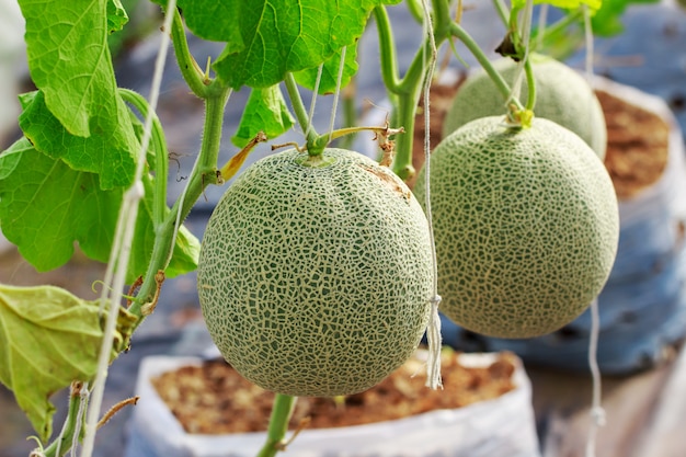 Fattoria di melone cantalupo giapponese