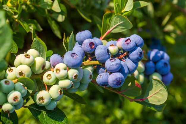 Fattoria di mirtilli con grappolo di frutti maturi sull'albero durante la stagione del raccolto a Izmir, in Turchia. Storia della raccolta dei mirtilli.