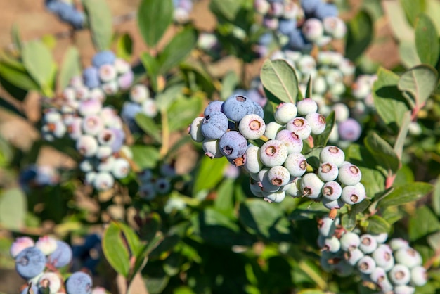 Fattoria di mirtilli con grappolo di frutti maturi sull'albero durante la stagione del raccolto a Smirne in Turchia Storia della raccolta dei mirtilli