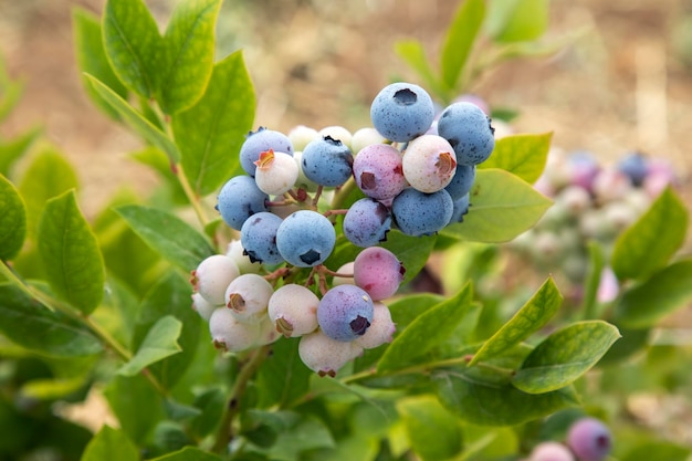 Fattoria di mirtilli con grappolo di frutti maturi sull'albero durante la stagione del raccolto a Smirne in Turchia Storia della raccolta dei mirtilli