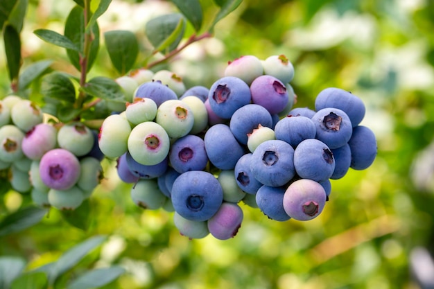 Fattoria di mirtilli con grappolo di frutti maturi sull'albero durante la stagione del raccolto a Smirne, Turchia. Storia della raccolta dei mirtilli.