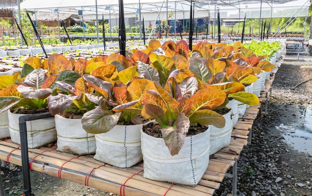 Fattoria di orto biologico di lattuga di quercia rossa