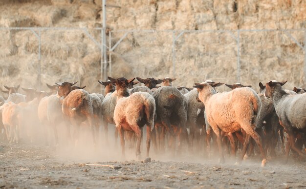 Fattoria di pecore. Gruppo di animali domestici di pecora.