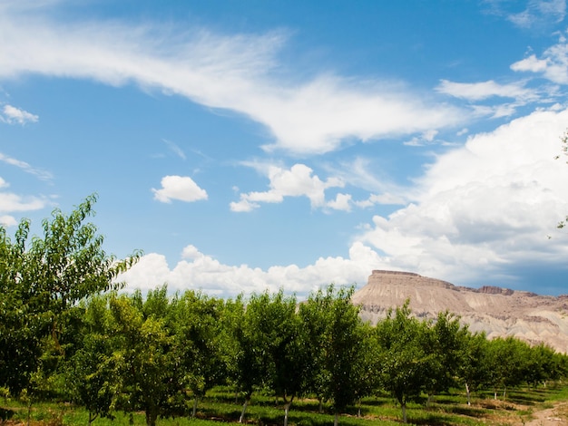 Fattoria di pesche a Palisade, in Colorado.