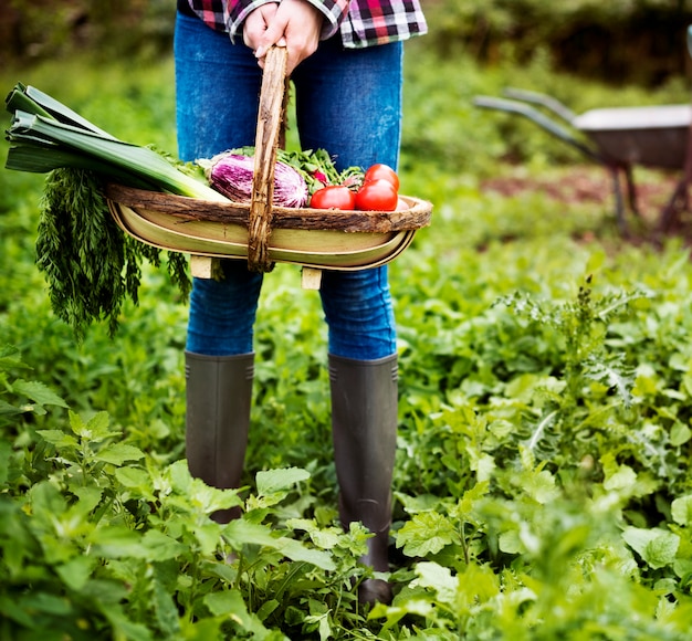 Fattoria di verdure