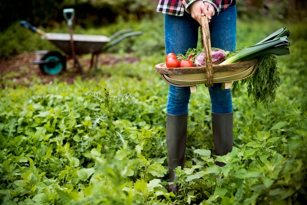 Fattoria di verdure