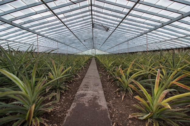 Fattoria di vetro ananas