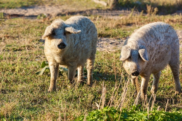 Fattoria ecologica con maiali ricci, razza di maiali Duroc. Grande produttore di maiali pelosi. Coltivazione di alimenti biologici