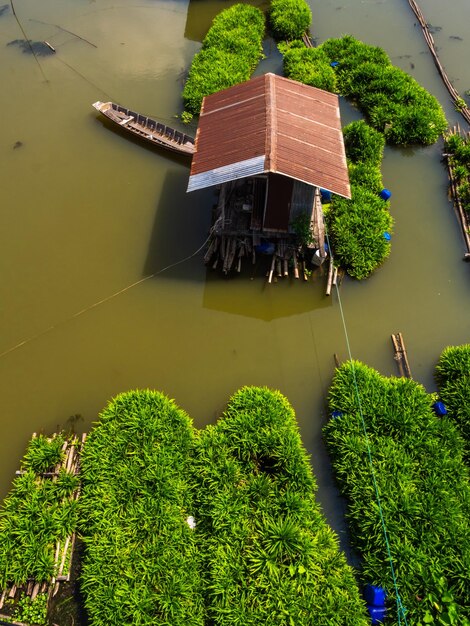 Fattoria galleggiante della pianta di Pandan nella pianta che galleggia su un fiume