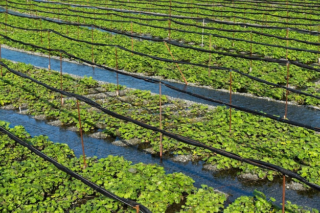 Fattoria Wasabi