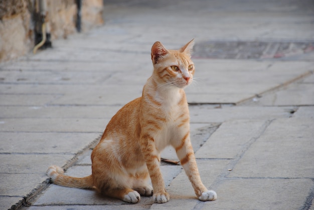 Fauna cittadina. Gatto passeggiante rosso che si siede sulla pavimentazione. Simpatici animali