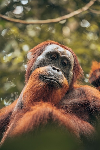 fauna selvatica a Giacarta