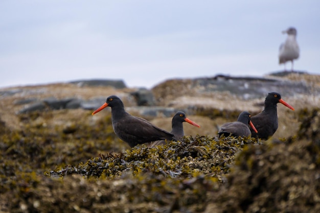 Fauna selvatica a Port Hardy