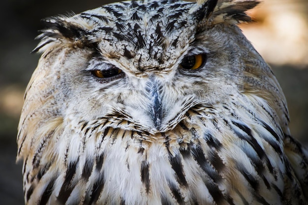 fauna selvatica, bellissimo gufo con piume grigie e bianche, occhi arancioni