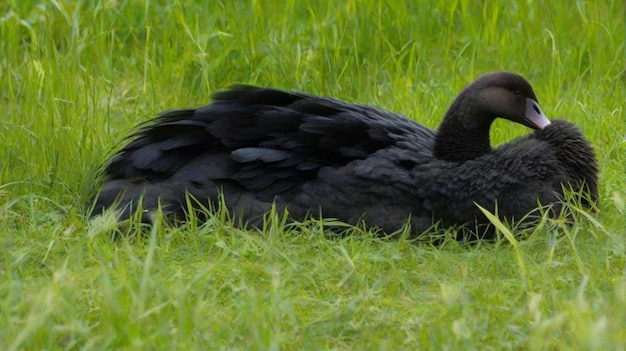 fauna selvatica della cicogna nera