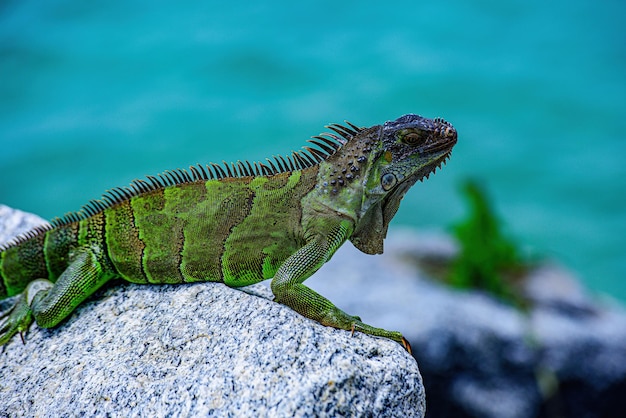 Fauna selvatica e natura iguana marina ramarri iguana fauna selvatica rettile in florida