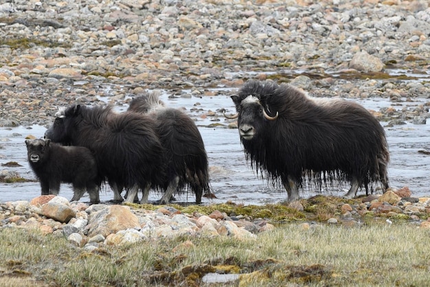 Fauna selvatica estiva in Groenlandia