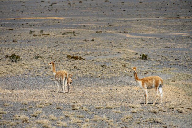 Fauna selvatica presso la Riserva Faunistica Chimborazo in Ecuador