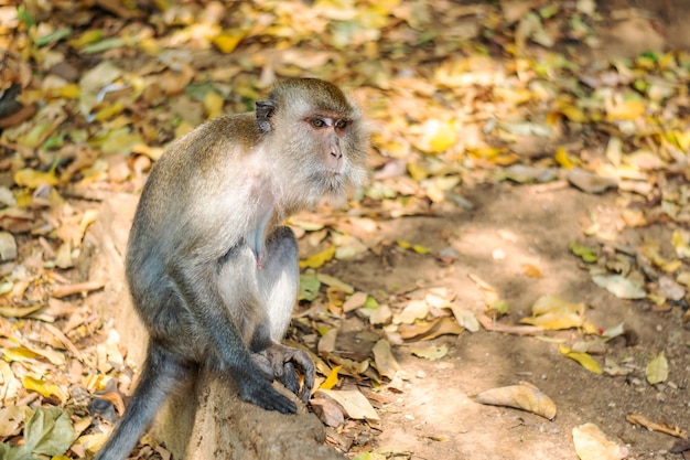 Fauna selvatica scimmia dell&#39;Asia