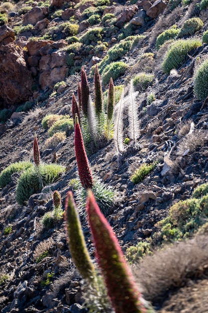 Fauna sulle pendici del vulcano Teide