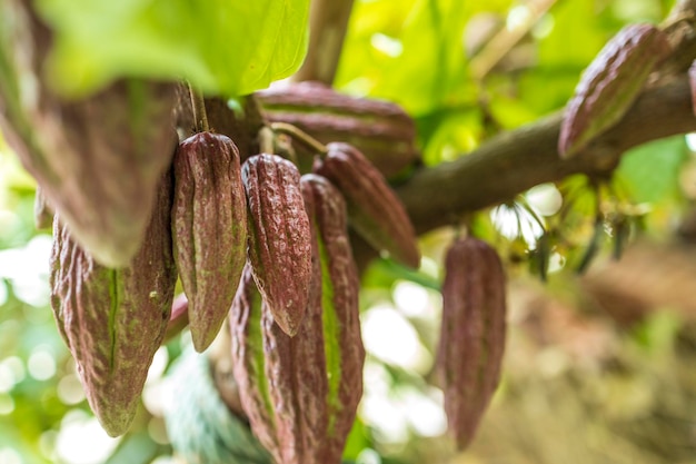 Fave di cacao e baccello di cacao su una superficie di legno