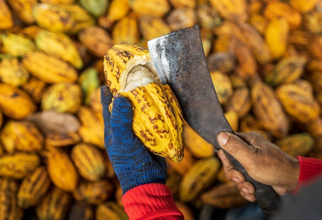 Fave di cacao e baccello di cacao su una superficie di legno