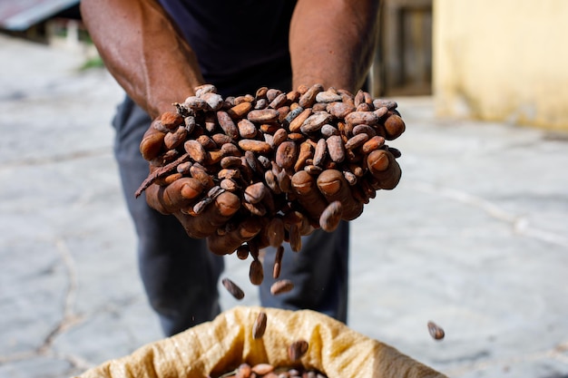 Fave di cacao nelle mani di un agricoltore sullo sfondo delle borse