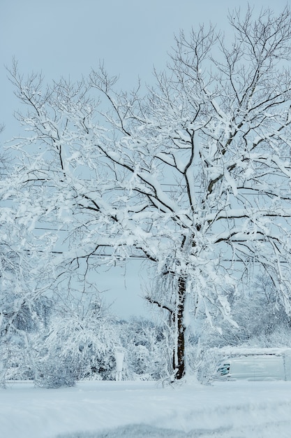 Favola di inverno che si occupa della bellezza della natura di bufera di neve