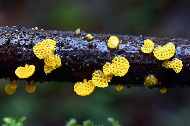 Favolaschia calocera un fungo originario del Madagascar considerato una specie invasiva verso altri continenti