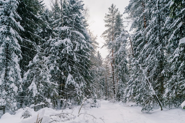 Favolosa foresta invernale da favola magica. Bello paesaggio pittoresco della natura selvaggia di inverno.