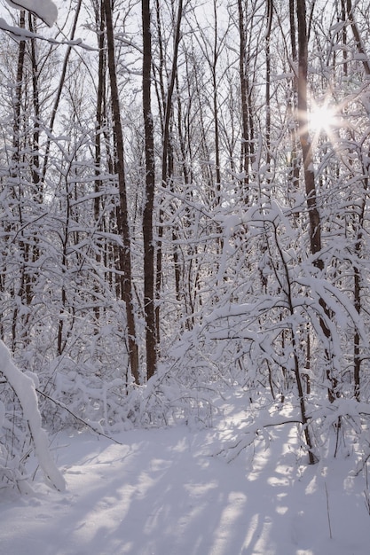 Favolosa foresta invernale sotto la neve profonda alla luce del sole retroilluminata