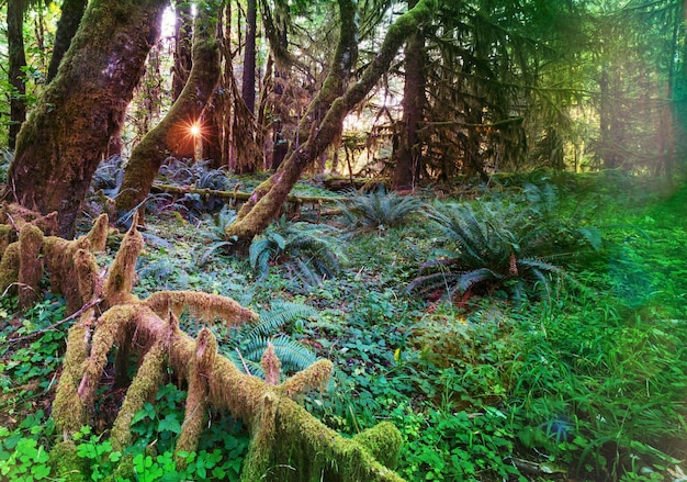 Favolosa foresta pluviale nel Parco Nazionale di Olympic, Washington, USA. Alberi ricoperti da uno spesso strato di muschio.