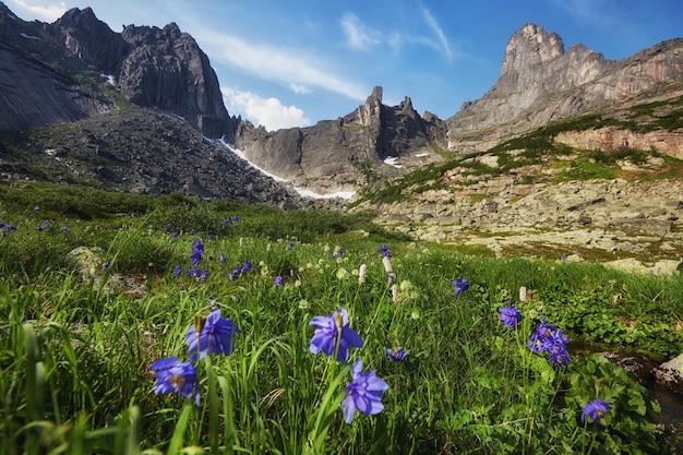 Favolosi ruscelli di montagna, vegetazione lussureggiante e fiori intorno. Acqua di sorgente scongelata dalle montagne. Viste magiche di alta montagna, prati alpini