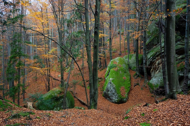 Favoloso paesaggio autunnale nel bosco