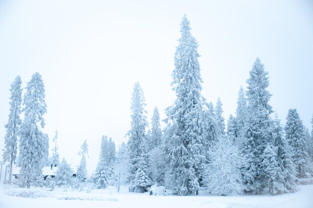 Favoloso paesaggio invernale Alberi di Natale nella neve freddo inverno nevoso