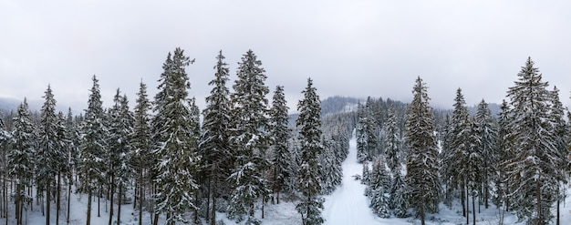 Favoloso panorama innevato di abeti