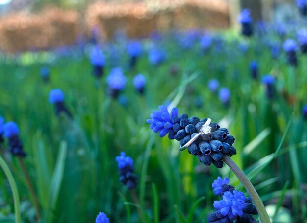 Fede nuziale su un fiore in un campo di fiori